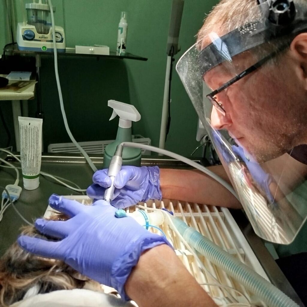 stomatologia